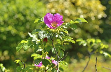 Bahçede güzel çiçekler yakın