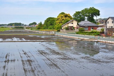 Yaz mevsiminde kırsalda pirinç tarlaları 
