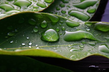 su yapraklara düşer.