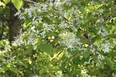 Baharda beyaz çiçekler