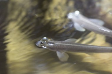 Akvaryumda yüzen güzel balıkların su altı görüntüsü.            