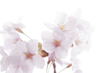 Güzel kiraz çiçeklerinin yakın plan görüntüsü.          