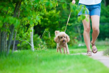 Dışarıda köpek yavrusuyla dolaşan bir kadın resmi.
