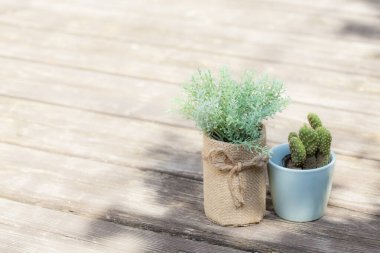 Beyaz arkaplandaki saksılarda sulu bitkiler