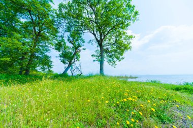 Bahçedeki güzel sarı çiçekler