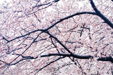 Güzel botanik fotoğrafı, doğal duvar kağıdı.