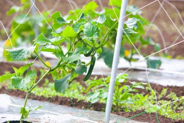 Bahçede yetişen taze yeşil bitkilerin manzarası