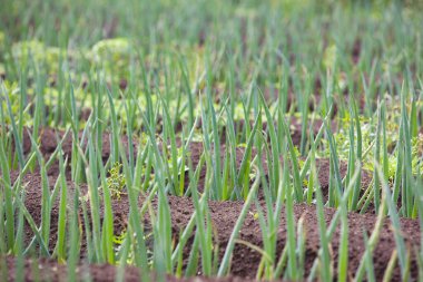 Genç yeşil soğanlar tarlada