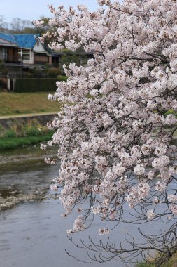 Bahçede güzel bahar kiraz çiçekleri. Japonya