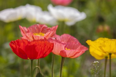 Güzel renkli gelincik çiçekleri tarlada