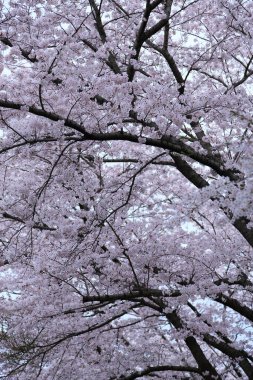 Bahçede güzel bahar kiraz çiçekleri. Japonya