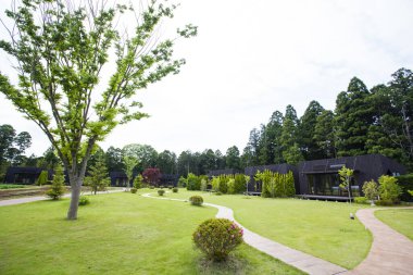 Parktaki yeşil çimenler ve çalılar 