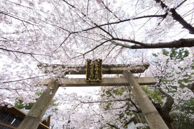 Baharda Sakura 'lı Japon tapınağı manzarası