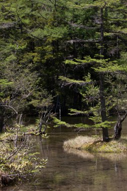 Japonya 'daki dağ nehrinin güzel manzarası