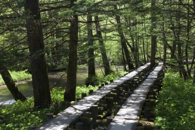 Ormanda ahşap köprü