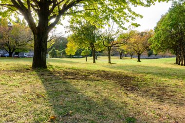Güzel sonbahar manzarası Ağaçlar ve yapraklar parkta