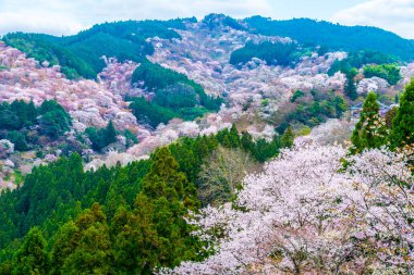 Japonya 'da kiraz çiçekleri