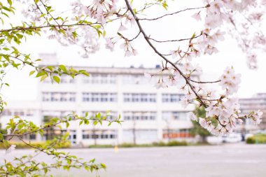 Kiraz çiçekleri ve Japonya, Tokyo 'da bina.,