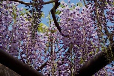 Bahçedeki güzel mor salkımcık çiçekleri