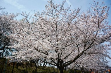 Japonya 'da kiraz çiçeği