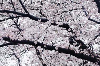 Bahçede güzel bahar çiçekleri