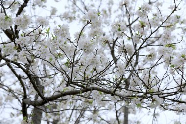 Bahar bahçesindeki güzel kiraz çiçeklerinin yakın plan görüntüsü              