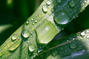 yeşil yapraklar çimlerin üzerinde yağmur damlaları