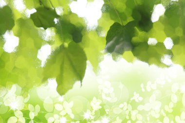 Beyaz arkaplanda yeşil yaprak