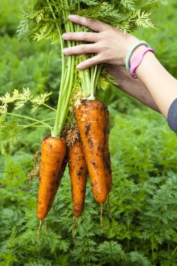 Taze havuç tutan eller.