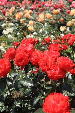 Bahçede güzel kırmızı güller