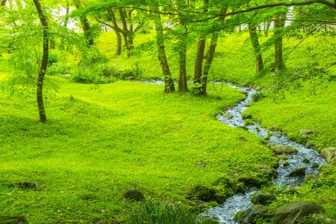 Yeşil bahar ormanlarında deresi olan güzel bir manzara.