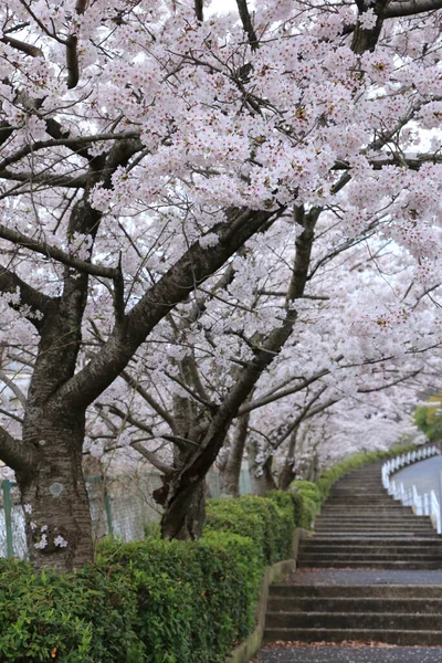 Bahçede Güzel Bahar Kiraz Çiçekleri Japonya — Stok fotoğraf