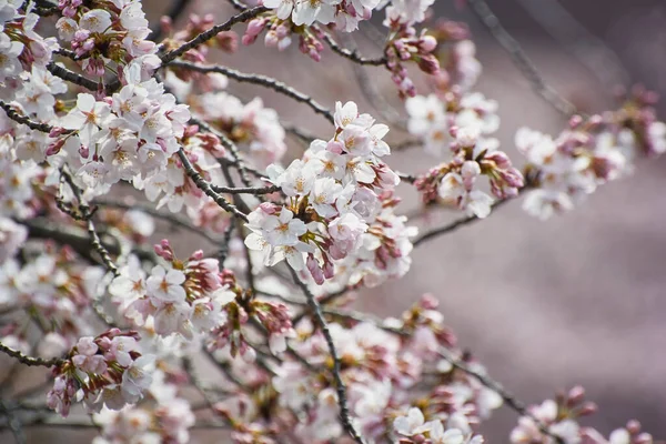 Flor Cereja Japão — Fotografia de Stock