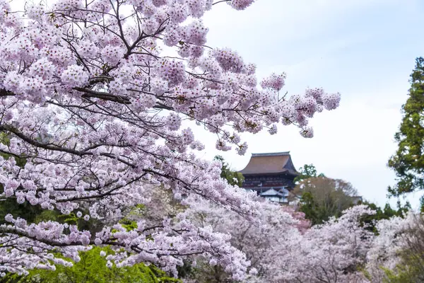 Japonya 'da kiraz çiçekleri