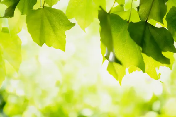 Grünes Blatt Hintergrund Abstrakte Grüne Blätter — Stockfoto