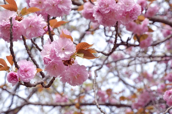 Baharda güzel pembe sakura çiçekleri