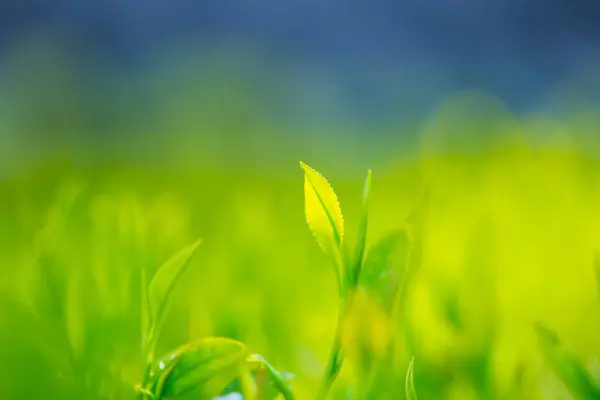 緑色の葉がぼやけている背景 夏の壁紙 — ストック写真