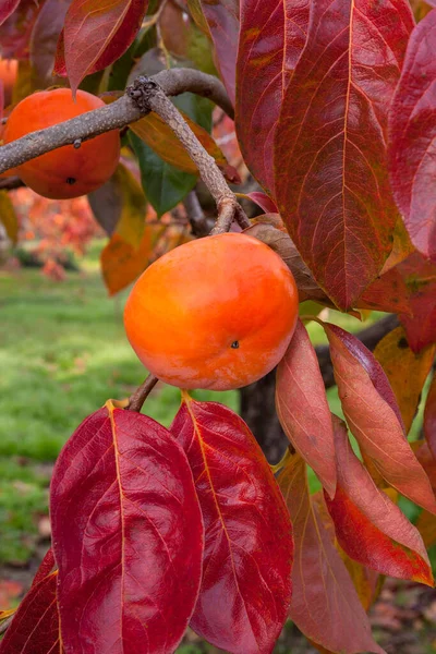Las Frutas Maduras Del Caqui Sobre Árbol Jardín Otoñal — Foto de Stock