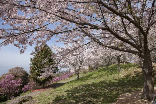 beautiful spring cherry blossoms in Japanese park