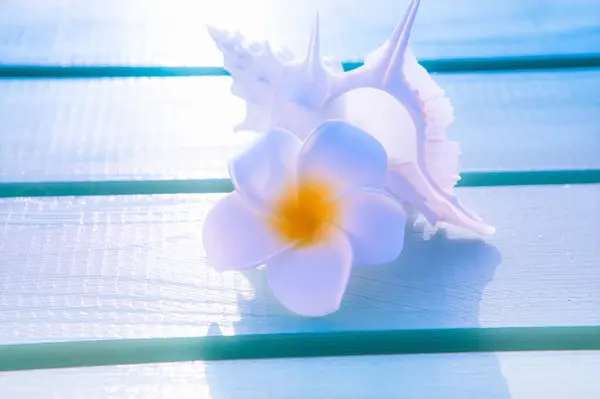 Fundo Verão Com Flor Plumeria Concha Branca Praia — Fotografia de Stock