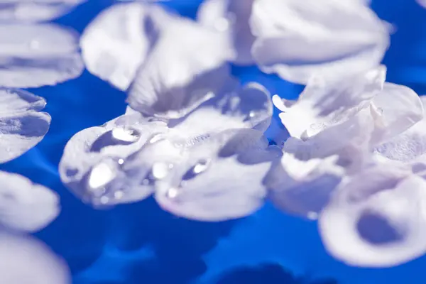 Hermosos Pétalos Flores Cerezo Sobre Fondo Azul — Foto de Stock