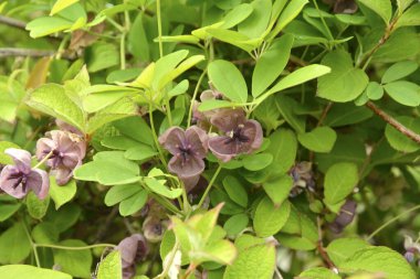 Bahçede yetişen güzel çiçekler