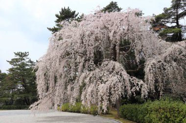 Bahar parkındaki ağaç dallarında çiçek açan güzel çiçekler.         