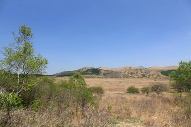 bozkırların ve ağaçların manzarası
