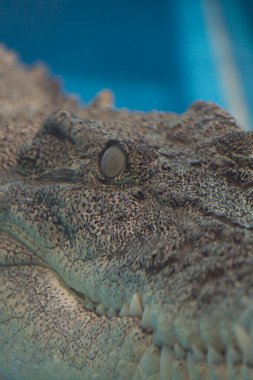 Mavi sudaki tuzlu su timsahının başını kapatın. 