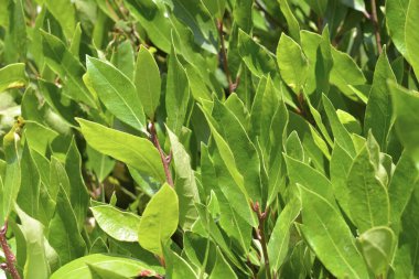 Yaz bahçesinde yeşil bitkiler, gündüz manzarası 