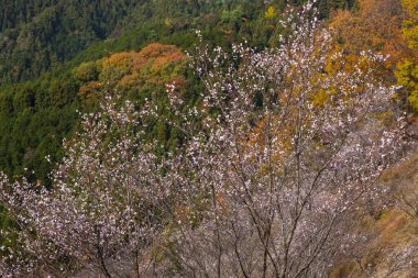 Parktaki kiraz ağacı.