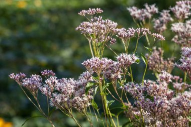 Bahçedeki güzel çiçekler