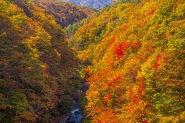 Renkli ağaçları ve nehri olan güzel sonbahar manzarası
