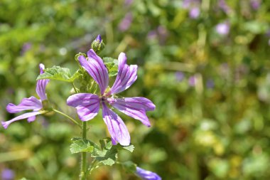 Bahçedeki güzel çiçekler